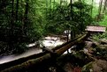 Picture Title - Hidden treasure's of the Smokies...