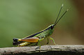 Picture Title - Grasshopper