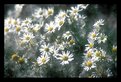 Picture Title - Daisys in fluff