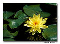 Picture Title - Yellow Waterlily (s2164)