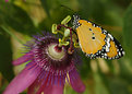 Picture Title - Coolie Butterfly