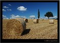 Picture Title - Harvest in Shropshire