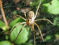 Picture Title - the spider behind my office