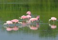 Picture Title - Flock of Pink