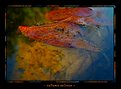 Picture Title - autumn colours