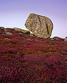 Picture Title - Erratic