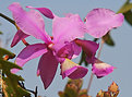 Picture Title - .:: Orchid ::.