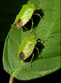 Picture Title - Green shield bugs