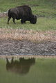 Picture Title - Buffalo Reflection