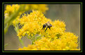 Picture Title - Honey Bee