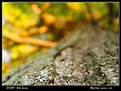 Picture Title - A Bug's View of Autumn
