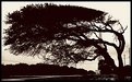 Picture Title - Prevailing Wind