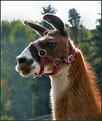 Picture Title - Lucy The Llama