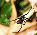 Picture Title - Black  Widow  Spider  Waiting