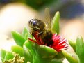 Picture Title - Working Bee 2
