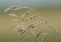 Picture Title - Wind in the Fields