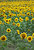 Sunflowers1