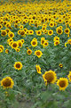 Picture Title - Sunflowers1