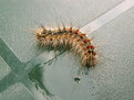 Picture Title - Il Bruco (caterpillar)
