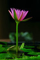 Picture Title - water Lily