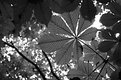 Picture Title - Leaves