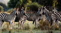 Picture Title - Zebras