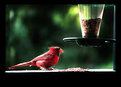 Picture Title - Louisiana cardinal