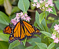 Picture Title - Monarchs