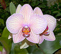 Picture Title - Orchids