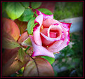 Picture Title - Young Double Delight Rose