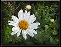 Picture Title - Dirty Daisy