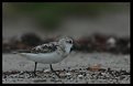 Picture Title - Snowy Plover