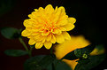 Picture Title - Yellow flower