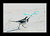 Wagtail on the beach