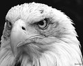 Picture Title - Bald Eagle