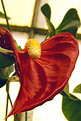 Picture Title - fiore rosso