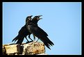 Picture Title - Crows