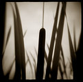 Picture Title - reeds