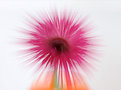 Picture Title - Exploding gerbera