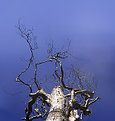 Picture Title - Variations on a Dead Tree