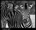 Picture Title - Zebra