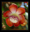 Picture Title - Couroupita guianensis 