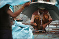 Picture Title - working in the rain