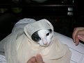 Picture Title - Boncuk