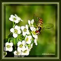 Picture Title - Hover Fly