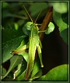 Picture Title - Grasshopper