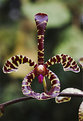 Picture Title - Orchid