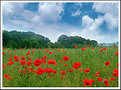 Picture Title - Summer Poppies