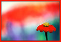 Picture Title - Red Flower