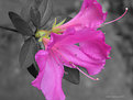 Picture Title - An Azalea to Márcia Malmström